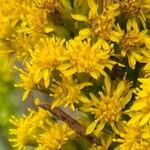 Solidago sempervirens Flor