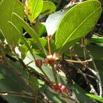 Syzygium schlechterianum
