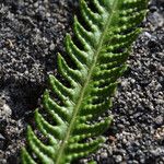 Thelypteris interrupta Folio