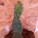 Opuntia humifusa Levél