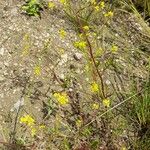 Rorippa palustris Habitus