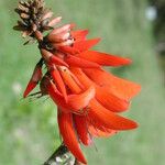 Erythrina senegalensis Квітка