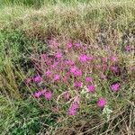 Dianthus deltoidesVirág