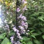 Salvia leucantha फूल