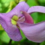 Macropsychanthus malacocarpus Flower