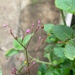 Talinum paniculatum പുഷ്പം