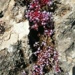 Sedum caeruleum Flower