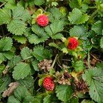 Potentilla indica Hábito