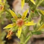 Saxifraga mutata Flor