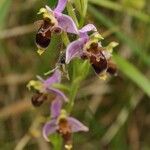 Ophrys x minuticauda その他の提案