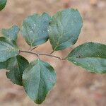 Flacourtia indica Blatt