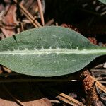 Goodyera oblongifolia عادت