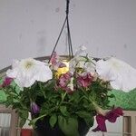 Petunia x atkinsiana പുഷ്പം