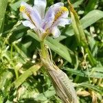 Dietes iridioides ফুল