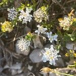 Iberis carnosa Flor