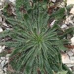 Echium asperrimum Hoja