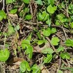 Centella asiatica Blad