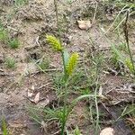 Carex vesicaria Staniste