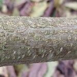 Amorpha fruticosa Bark