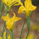 Iris aitchisonii Flor