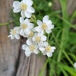 Achillea erba-rotta Žiedas