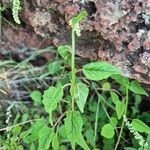 Celosia anthelminthica برگ