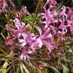 Nerine undulata Flower