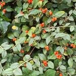 Cotoneaster franchetii ফল