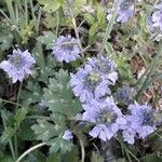Veronica teucrium Flower