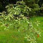 Rhododendron japonicum Habit