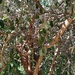 Feijoa sellowiana 整株植物