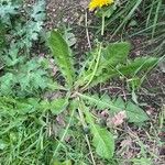 Taraxacum campylodesLeaf