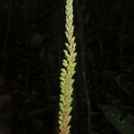 Prescottia stachyodes Flor