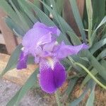 Iris pallidaFlower