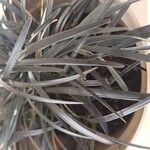 Ophiopogon planiscapus Ліст