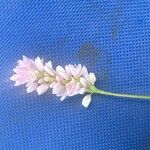 Persicaria punctata Flors