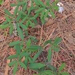 Baptisia albescens Leaf