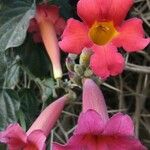 Amphilophium buccinatorium 花