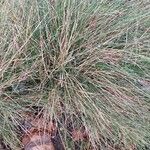 Festuca lemanii Folha