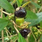 Miconia xalapensis Plod