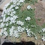 Arenaria tetraquetra花