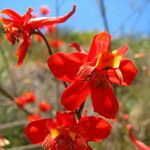 Delphinium cardinale Blüte