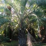 Butia capitata Habit