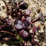 Chaenorhinum origanifolium برگ