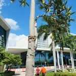 Pandanus utilis Blatt