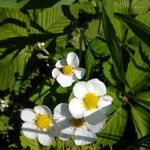 Fragaria moschata Květ