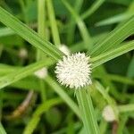 Cyperus mindorensis फूल