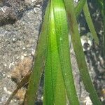 Zostera marina Folha