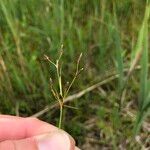 Fimbristylis autumnalis Blüte