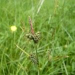 Carex tomentosa Fruit